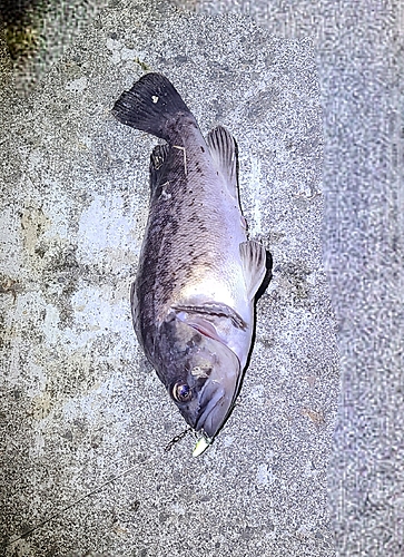 ソイの釣果