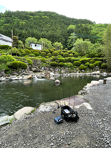 ニジマスの釣果