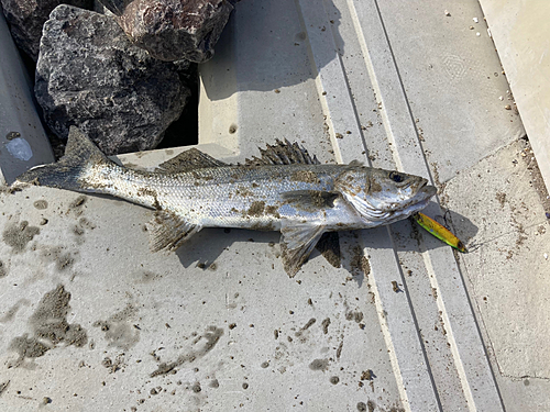 フッコ（マルスズキ）の釣果