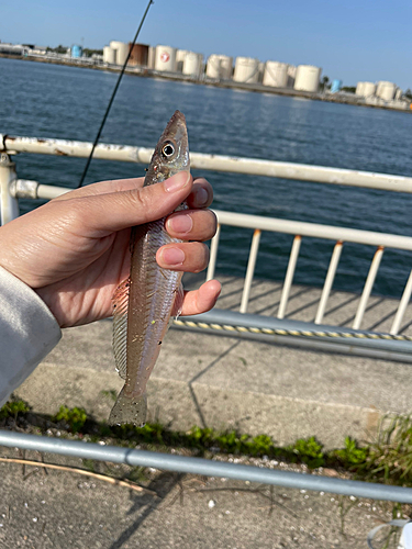 キスの釣果