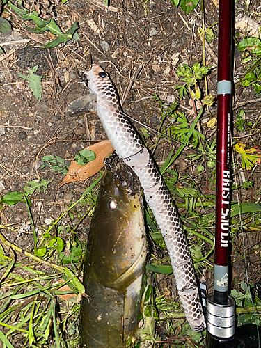 ナマズの釣果