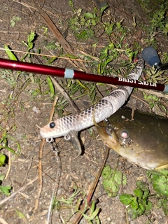 ナマズの釣果