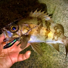 シロメバルの釣果