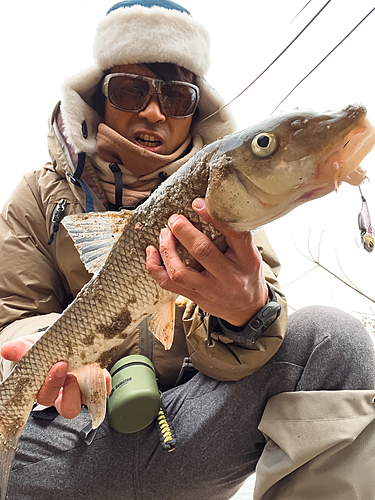 ニゴイの釣果