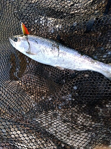 ニジマスの釣果