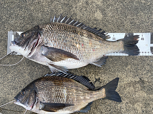 チヌの釣果