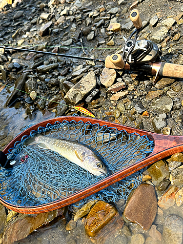 イワナの釣果