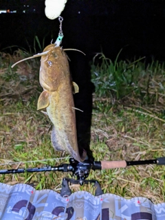 ナマズの釣果