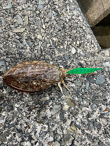 コウイカの釣果