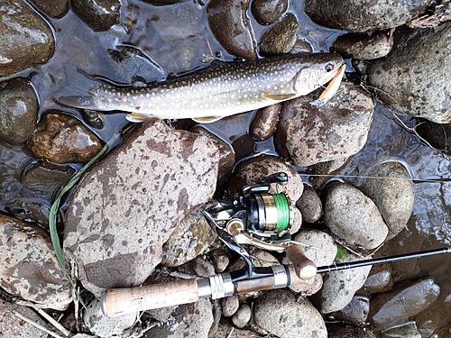 イワナの釣果