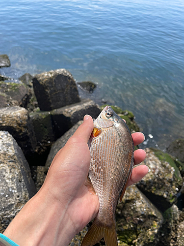 ウミタナゴの釣果