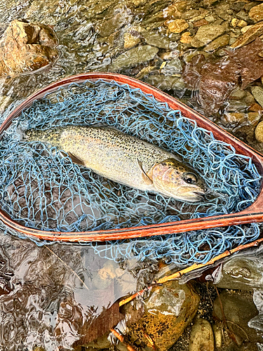 ニジマスの釣果