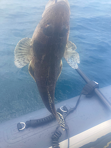 ワニゴチの釣果