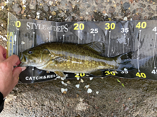 スモールマウスバスの釣果