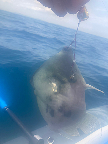 カワハギの釣果