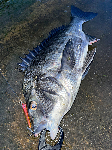 チヌの釣果