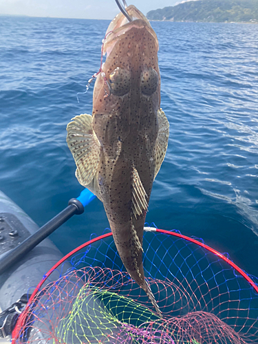 ワニゴチの釣果