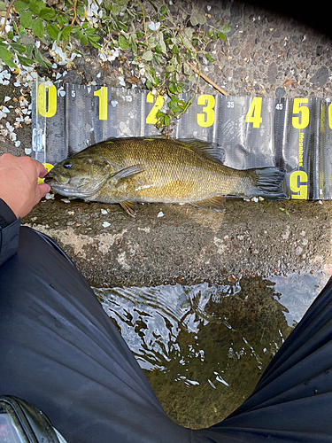 スモールマウスバスの釣果