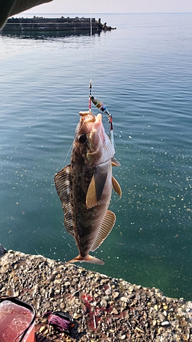 ホッケの釣果