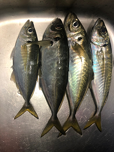 アジの釣果