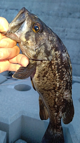 クロソイの釣果