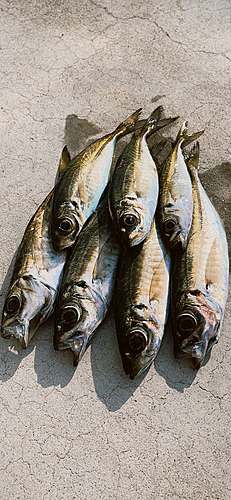 アジの釣果