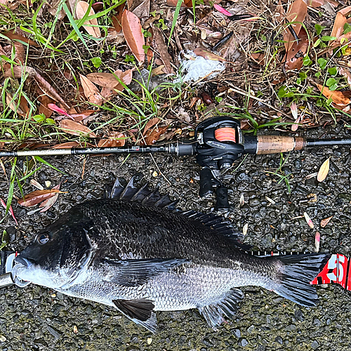 クロダイの釣果