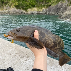 アイナメの釣果