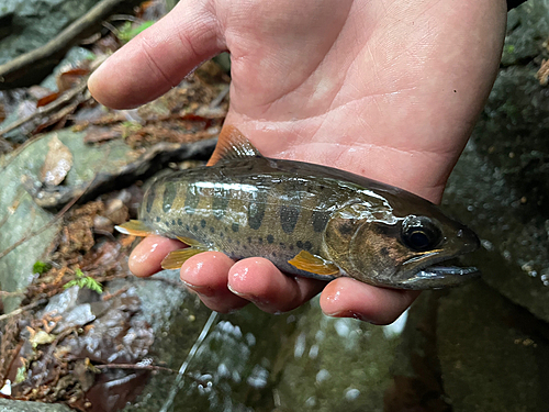 ヤマメの釣果