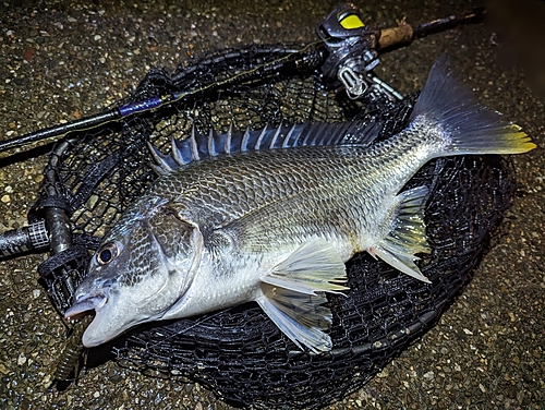 キビレの釣果