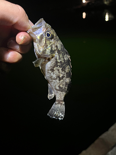 ムラソイの釣果