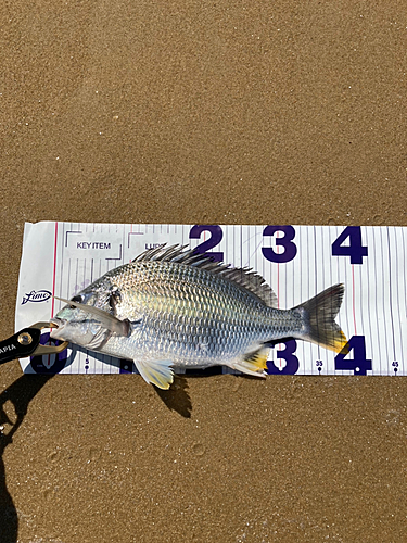 チヌの釣果