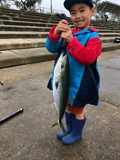 メジロの釣果