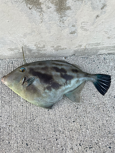 カワハギの釣果