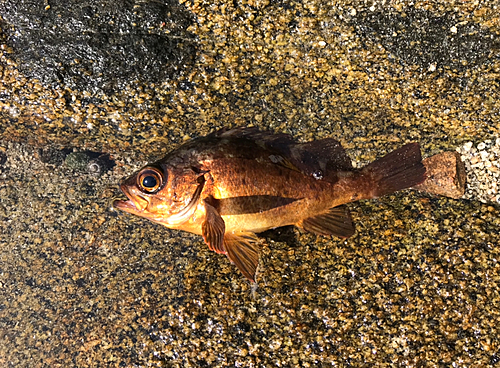 アカメバルの釣果