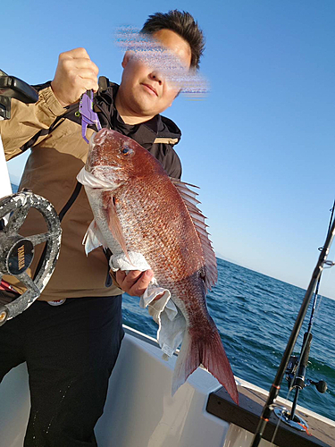 マダイの釣果