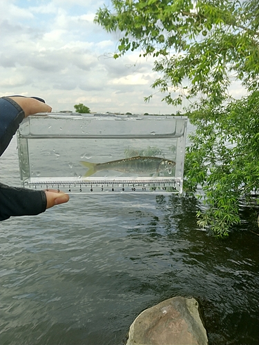 オイカワの釣果