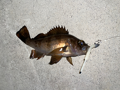 メバルの釣果