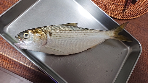 コノシロの釣果