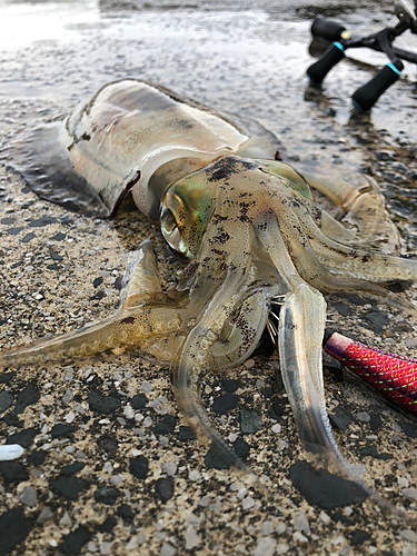 アオリイカの釣果