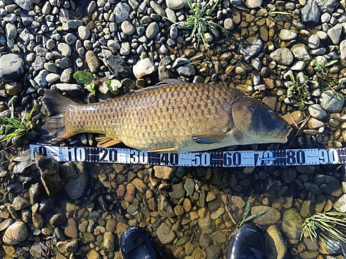 コイの釣果