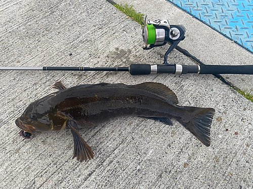 アイナメの釣果