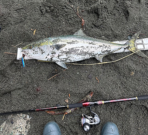 ブリの釣果