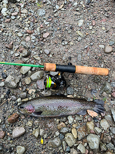 ニジマスの釣果