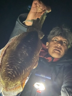 コウイカの釣果