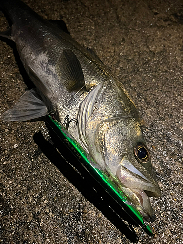 スズキの釣果