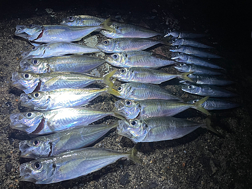 アジの釣果