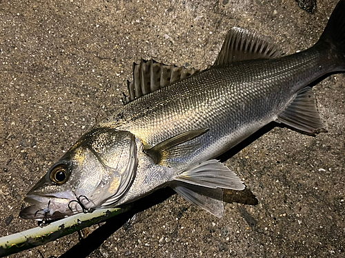 スズキの釣果