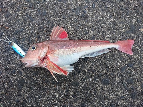 ホウボウの釣果