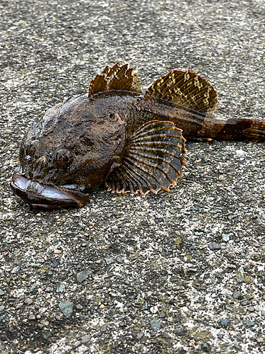 ギスカジカの釣果